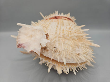 Natural Spondylus Shell Pair - 5"x6"x3" Decorative Ocean Shells