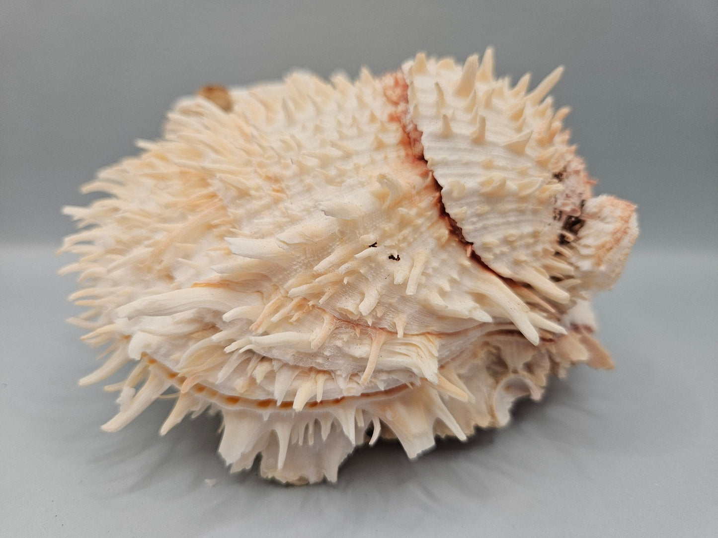 Natural Spondylus Shell Pair - 5"x6"x3" Decorative Ocean Shells