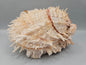 Natural Spondylus Shell Pair - 5"x6"x3" Decorative Ocean Shells