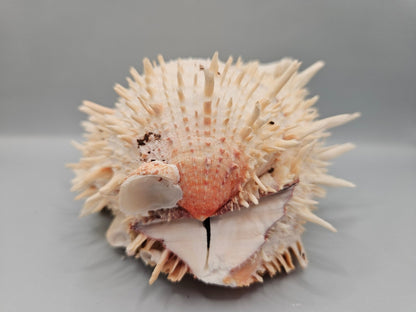 Natural Spondylus Shell Pair - 5"x6"x3" Decorative Ocean Shells