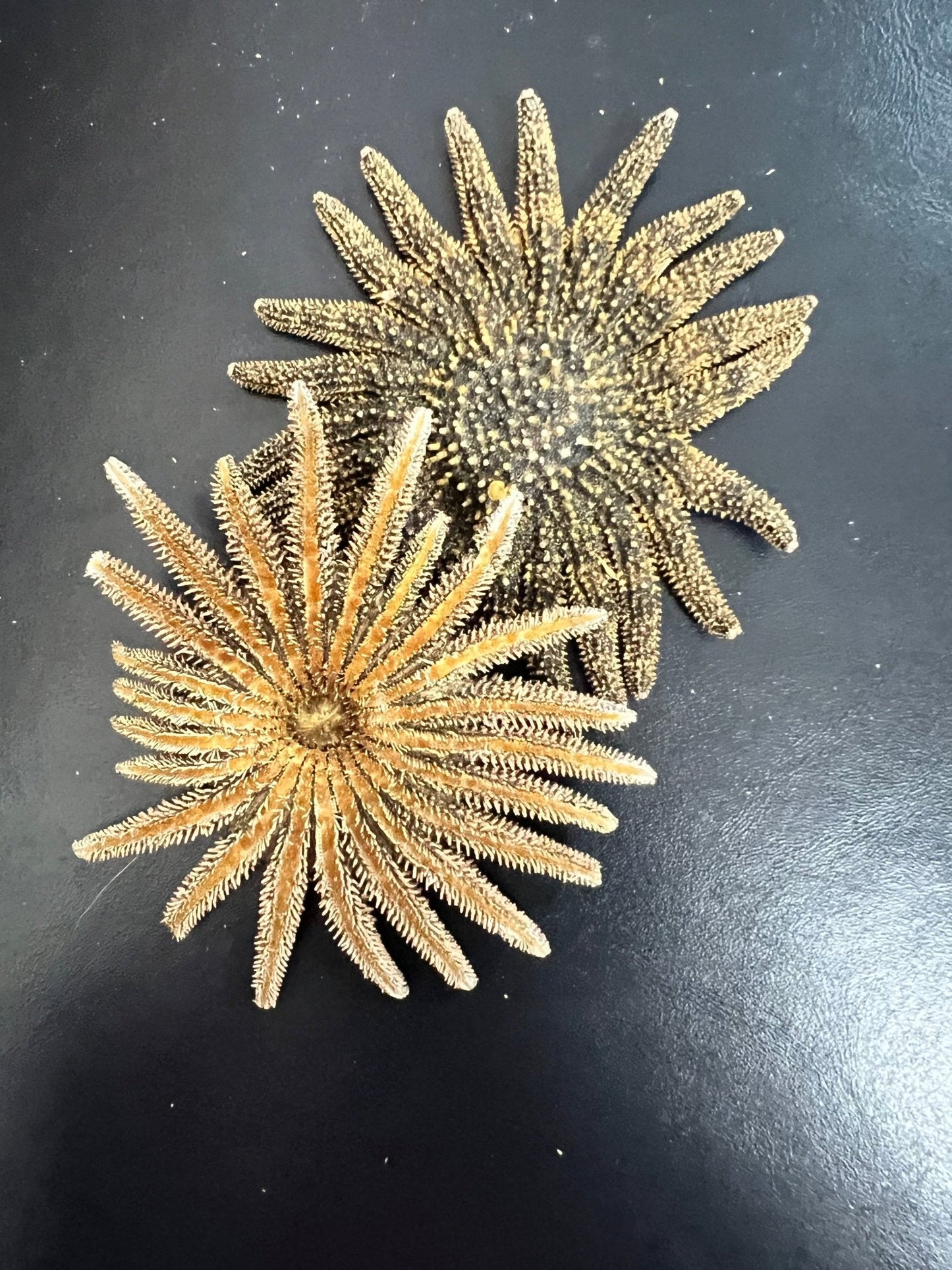 Natural Sunflower Starfish