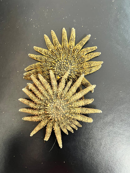 Natural Sunflower Starfish