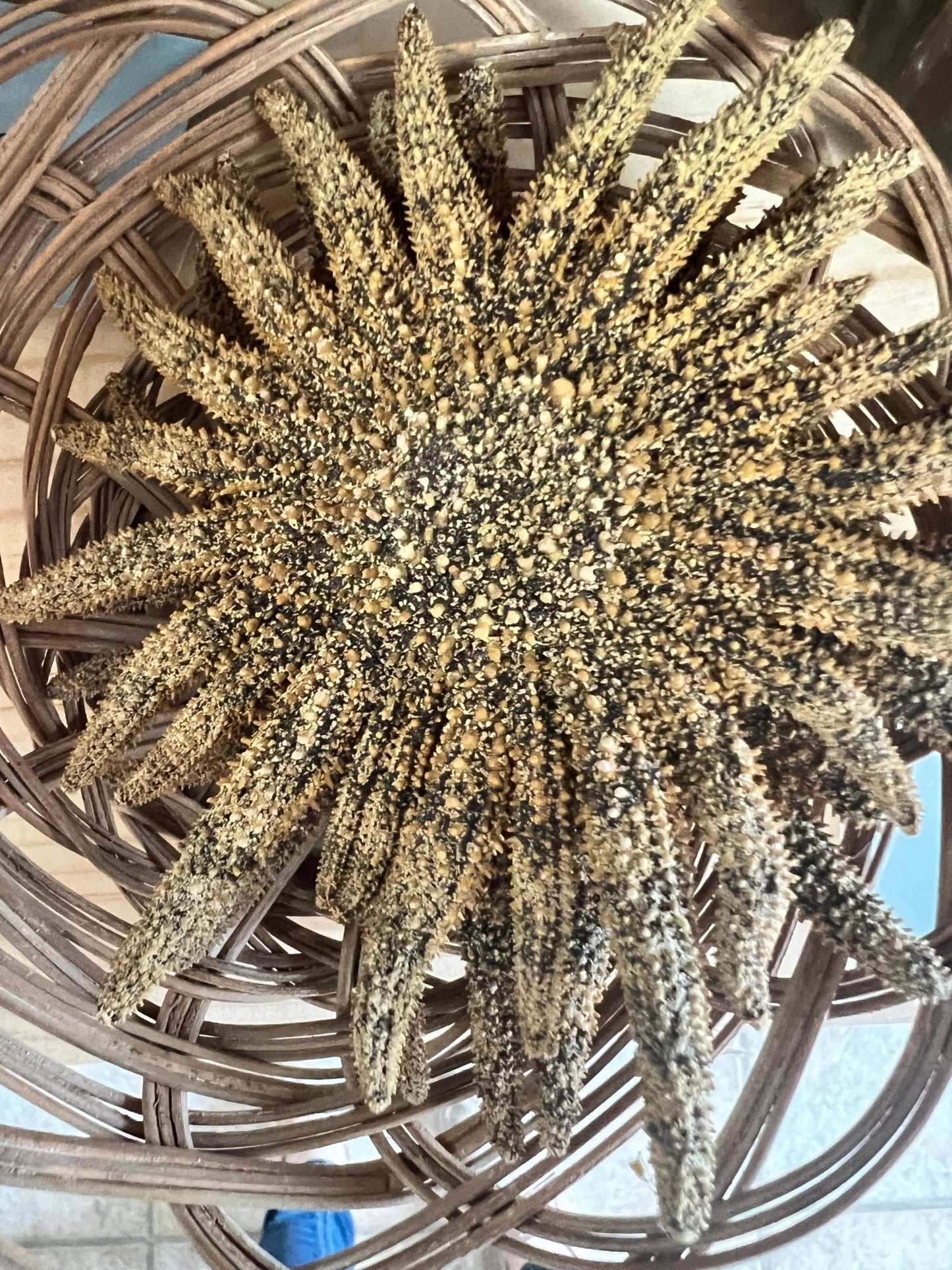 Natural Sunflower Starfish