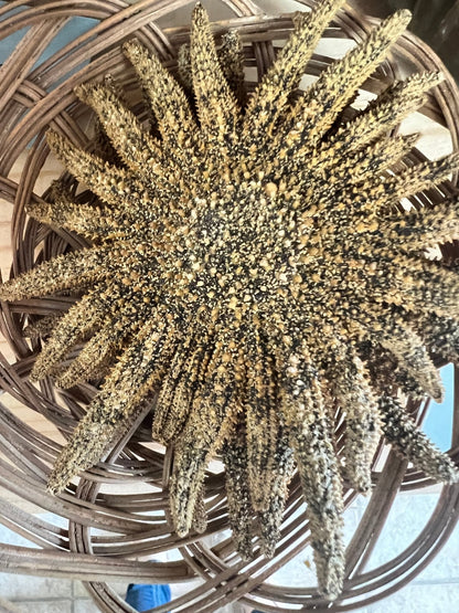 Natural Sunflower Starfish