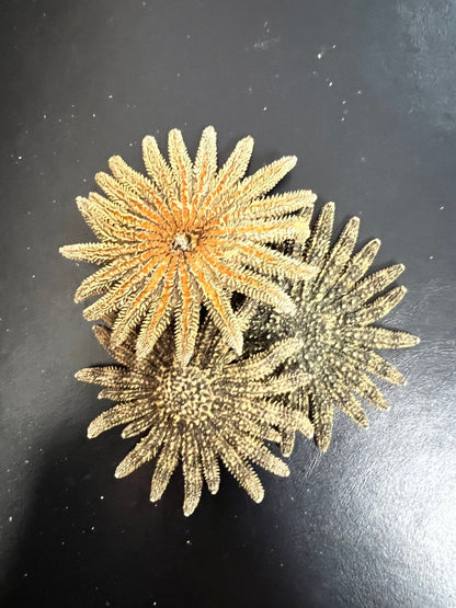 Natural Sunflower Starfish