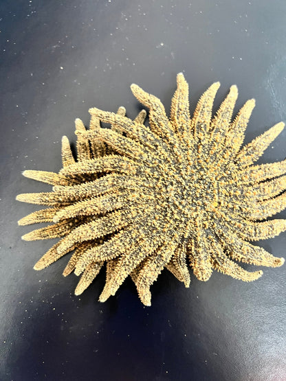 Natural Sunflower Starfish