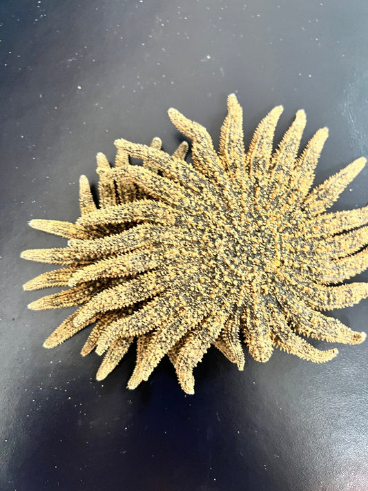 Natural Sunflower Starfish