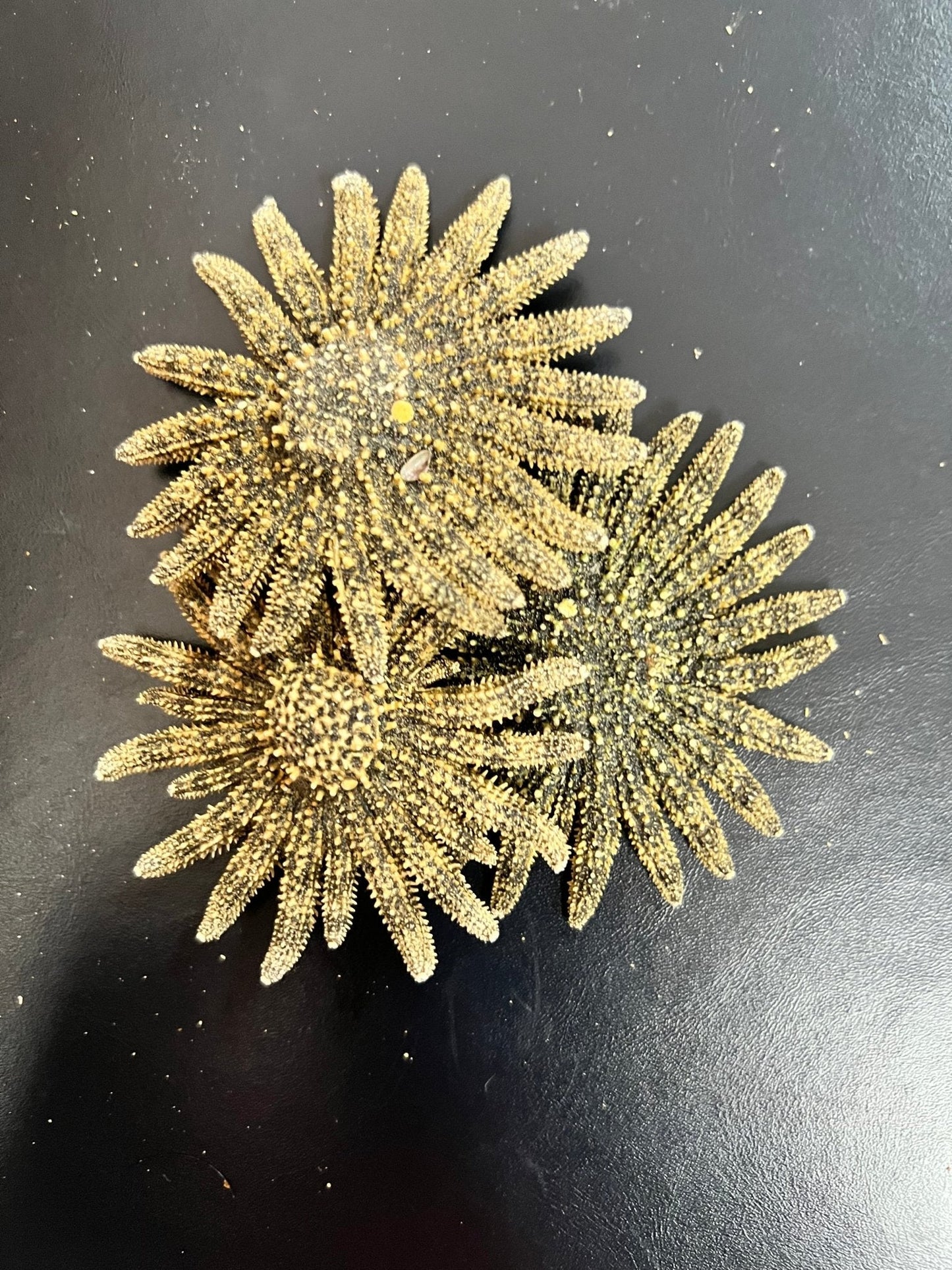 Natural Sunflower Starfish