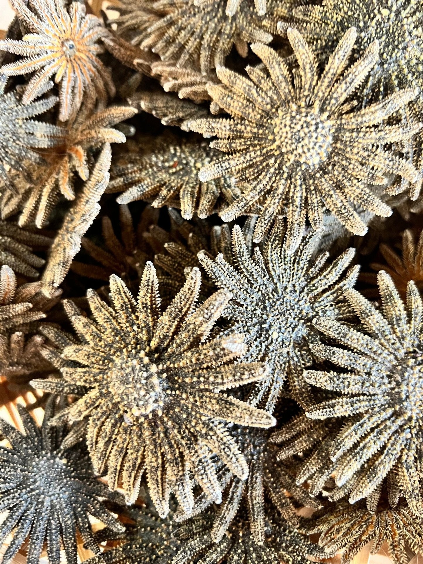 Natural Sunflower Starfish