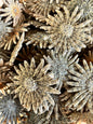 Natural Sunflower Starfish