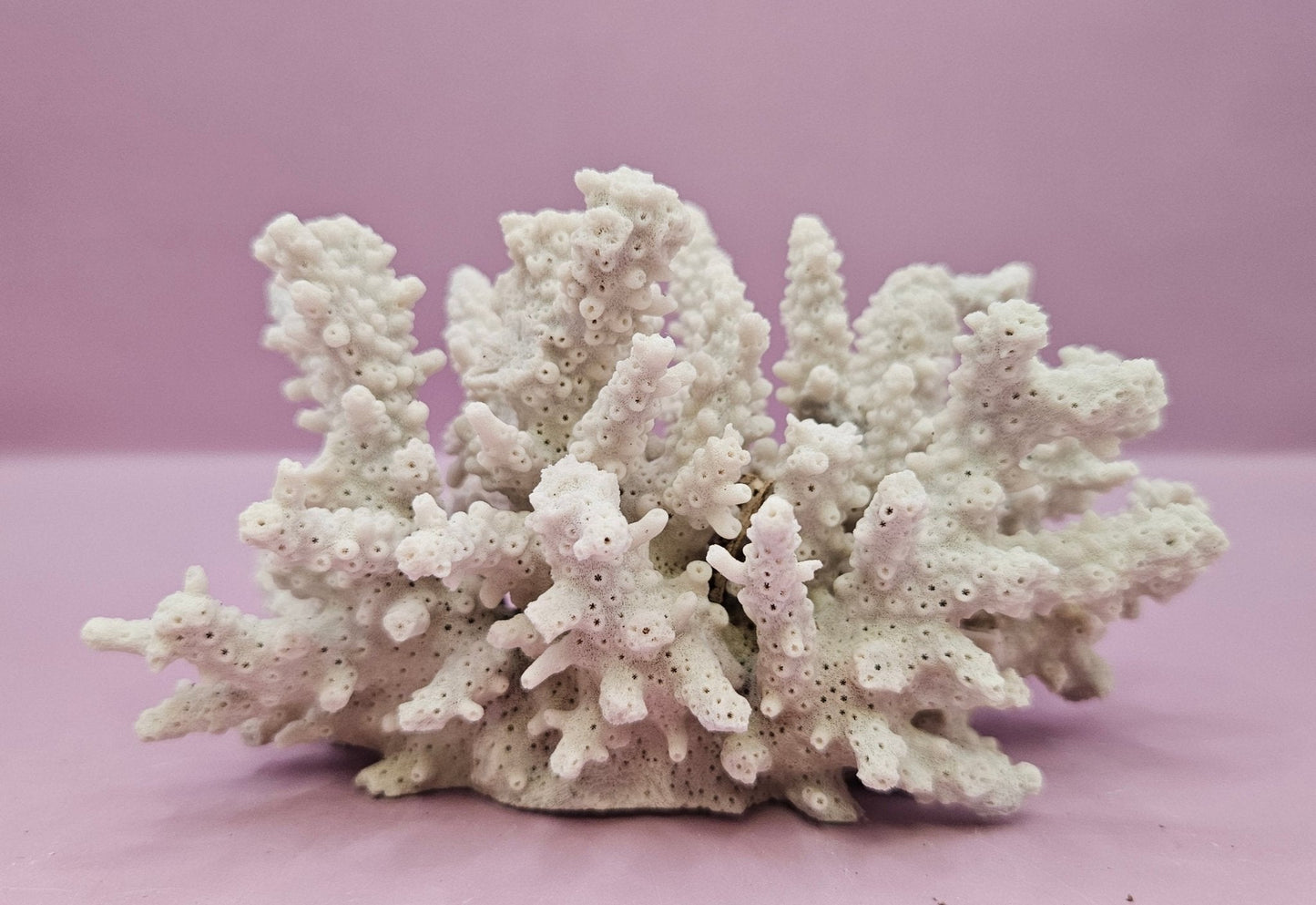 Natural Table Coral -5.75"x4" Coastal Home Décor Accent