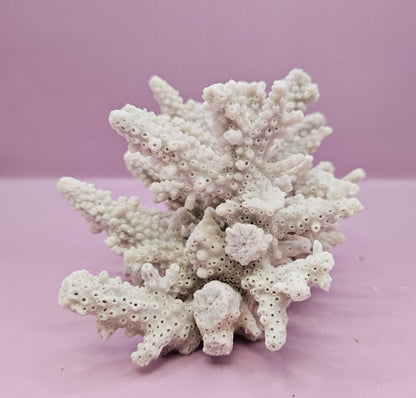 Natural Table Coral -5.75"x4" Coastal Home Décor Accent