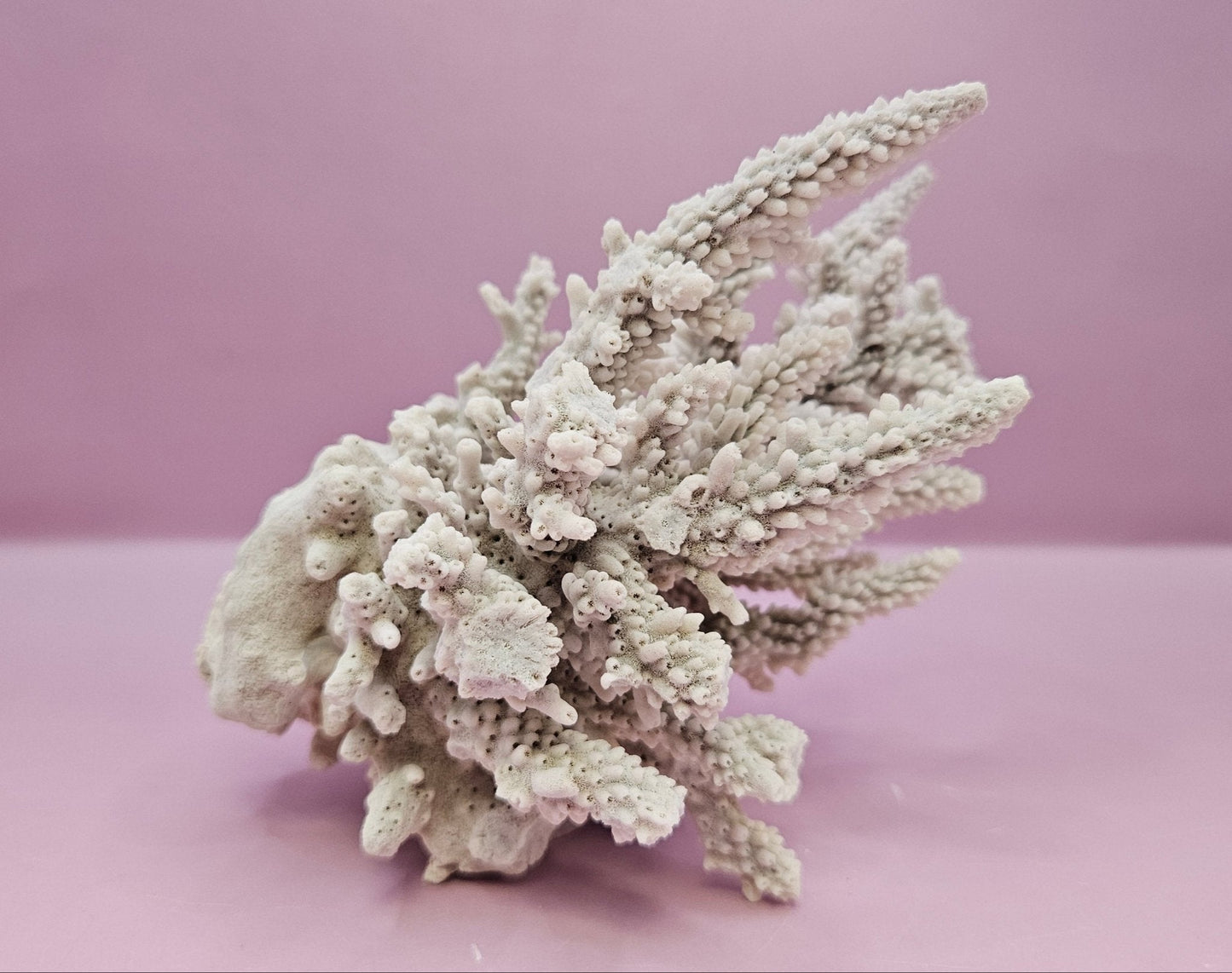 Natural Table Coral -6"x4.25" Coastal Home Décor Accent