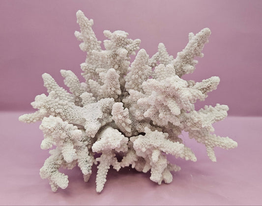 Natural Table Coral -6"x4.5" Coastal Home Décor Accent