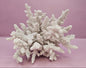 Natural Table Coral -6"x4.5" Coastal Home Décor Accent