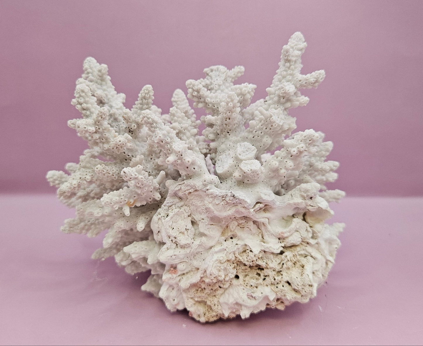 Natural Table Coral -6"x4.5" Coastal Home Décor Accent