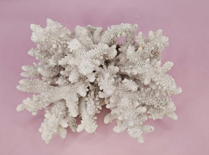 Natural Table Coral -6"x4.5" Coastal Home Décor Accent