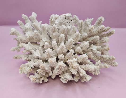 Natural Table Coral - 7.5"x8" Coastal Home Décor Accent