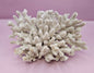 Natural Table Coral - 7.5"x8" Coastal Home Décor Accent