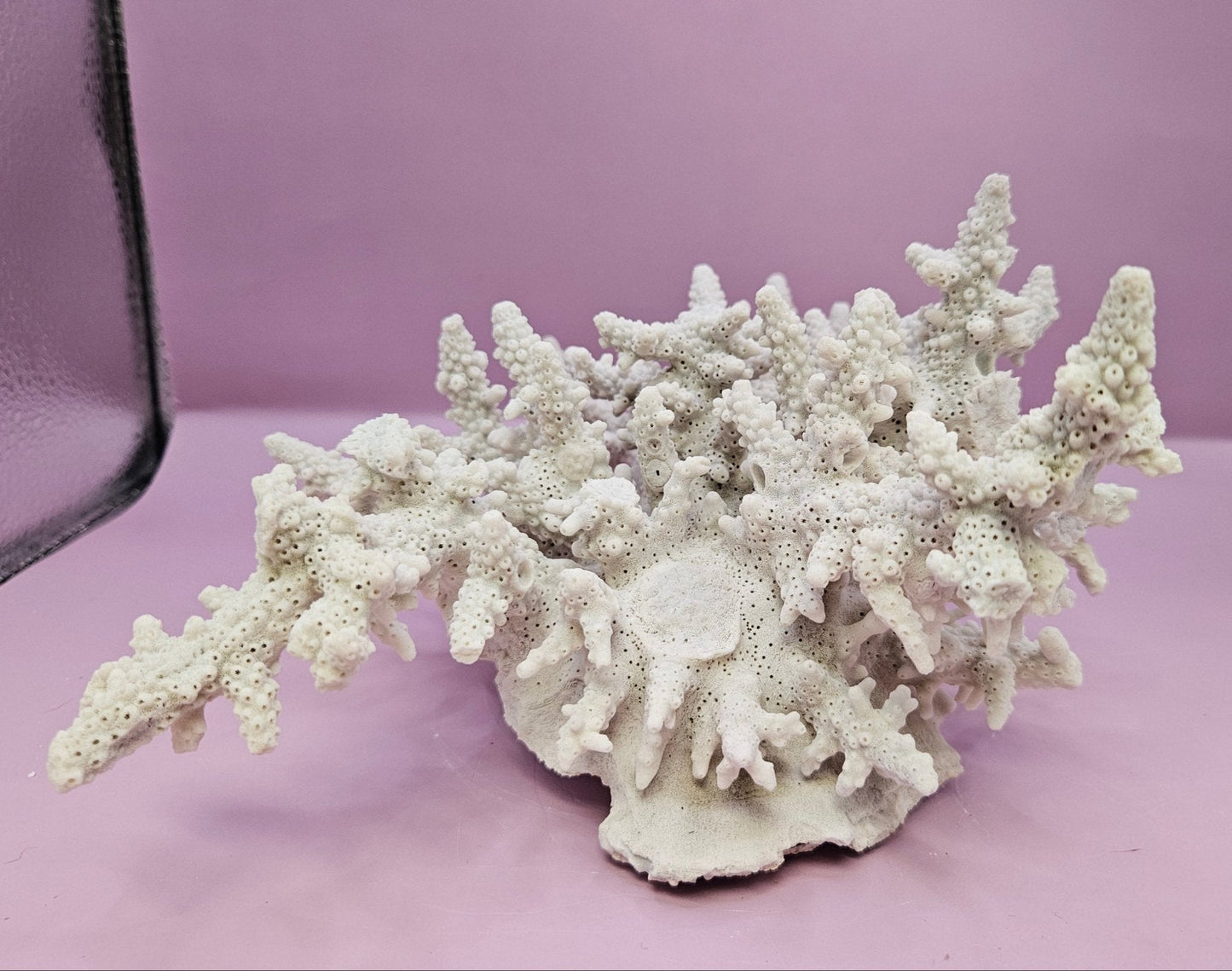 Natural Table Coral -9.75"x9.25" Coastal Home Décor Accent