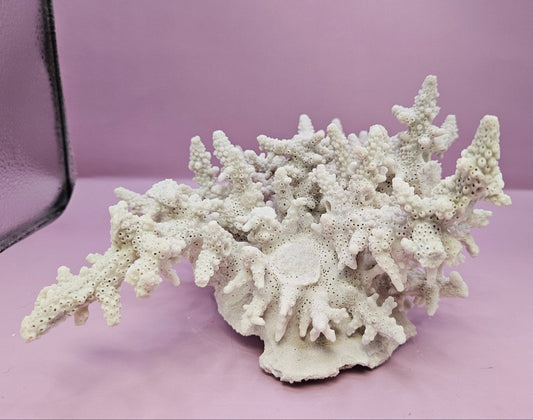 Natural Table Coral -9.75"x9.25" Coastal Home Décor Accent