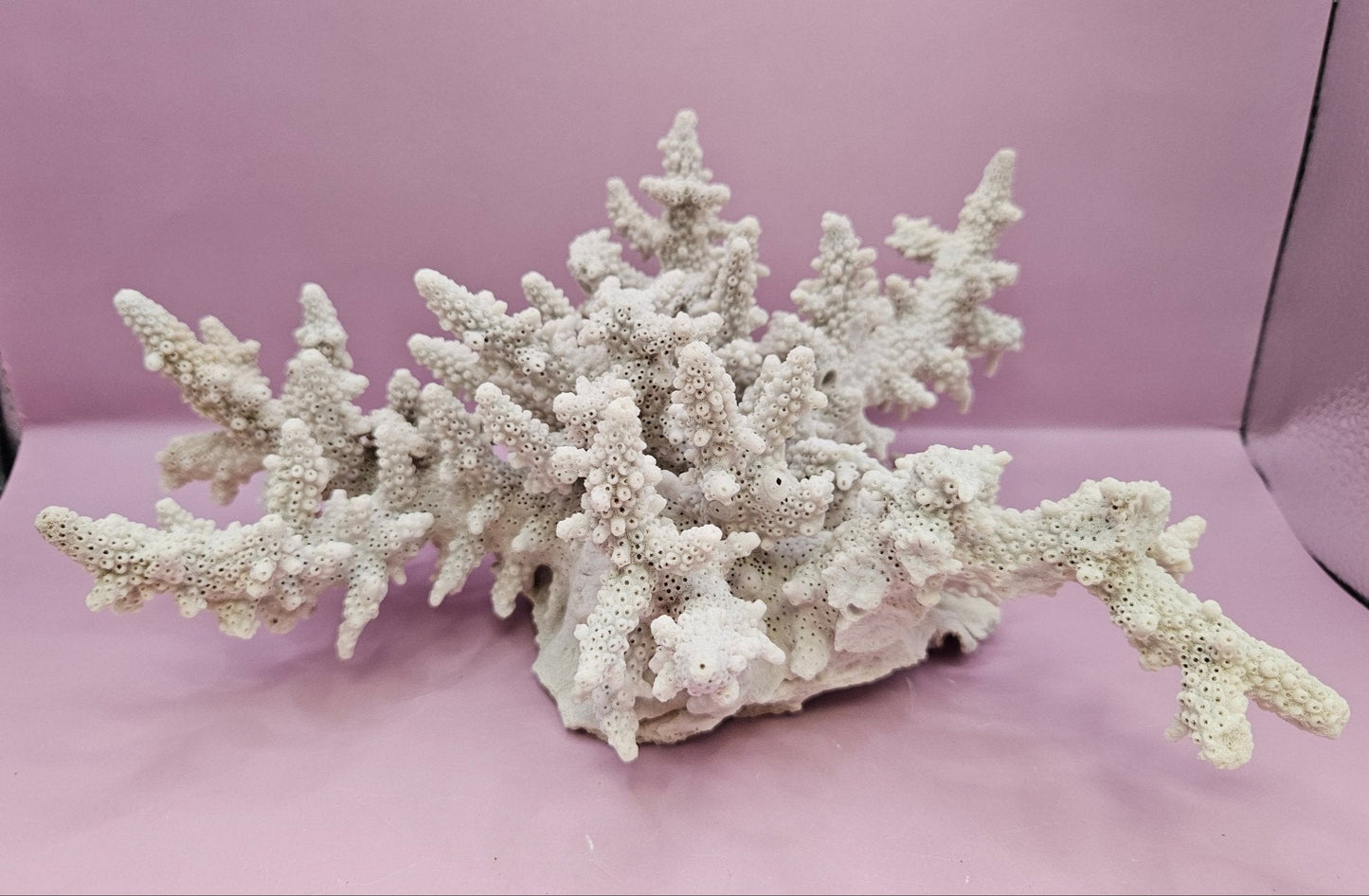 Natural Table Coral -9.75"x9.25" Coastal Home Décor Accent