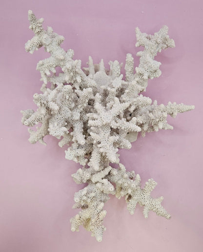 Natural Table Coral -9.75"x9.25" Coastal Home Décor Accent