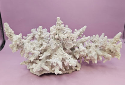 Natural Table Coral -9.75"x9.25" Coastal Home Décor Accent
