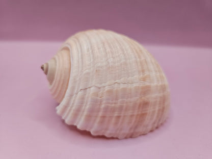 Natural Tonna Shell – 3.8"