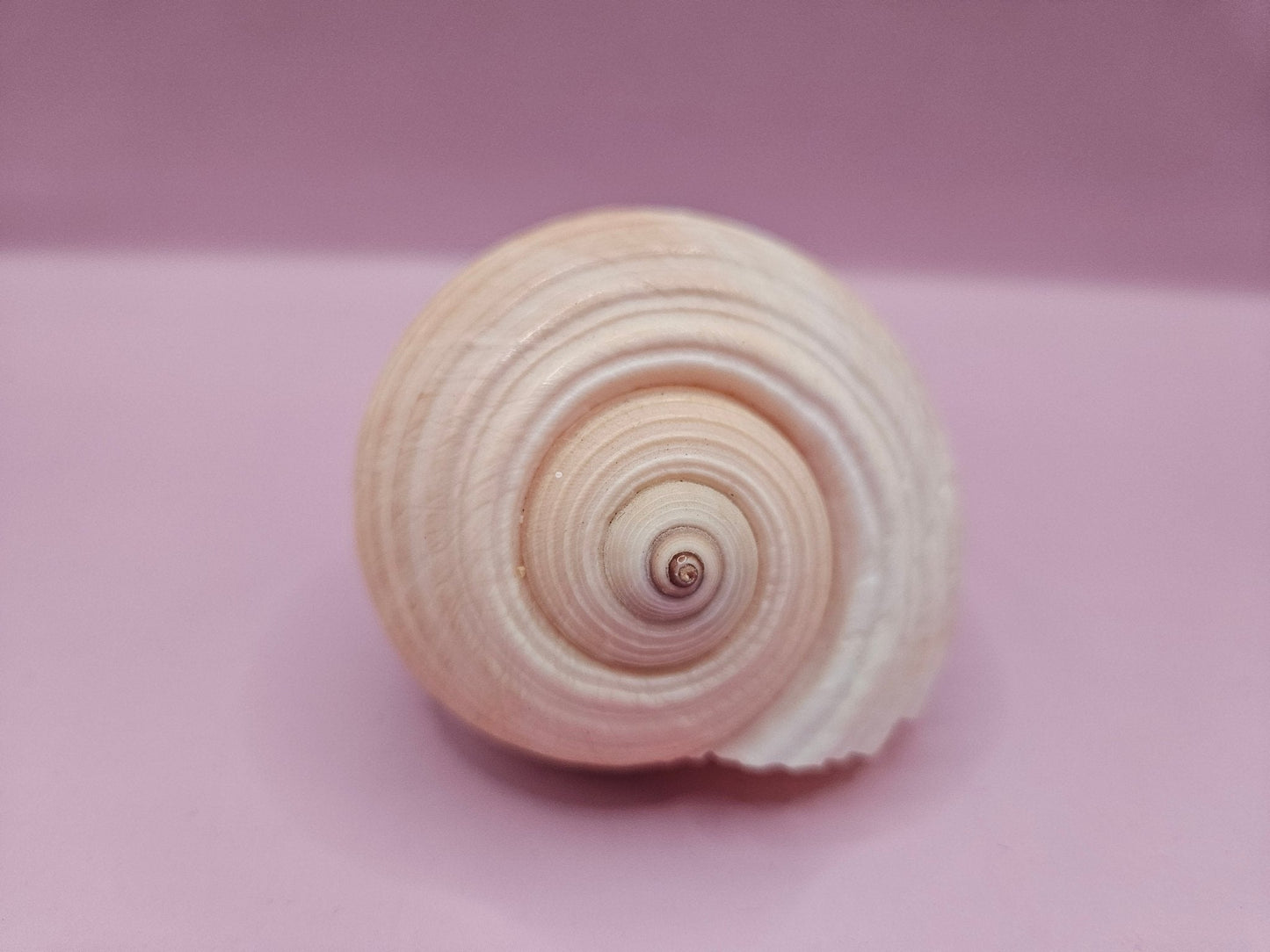 Natural Tonna Shell – 3.8"
