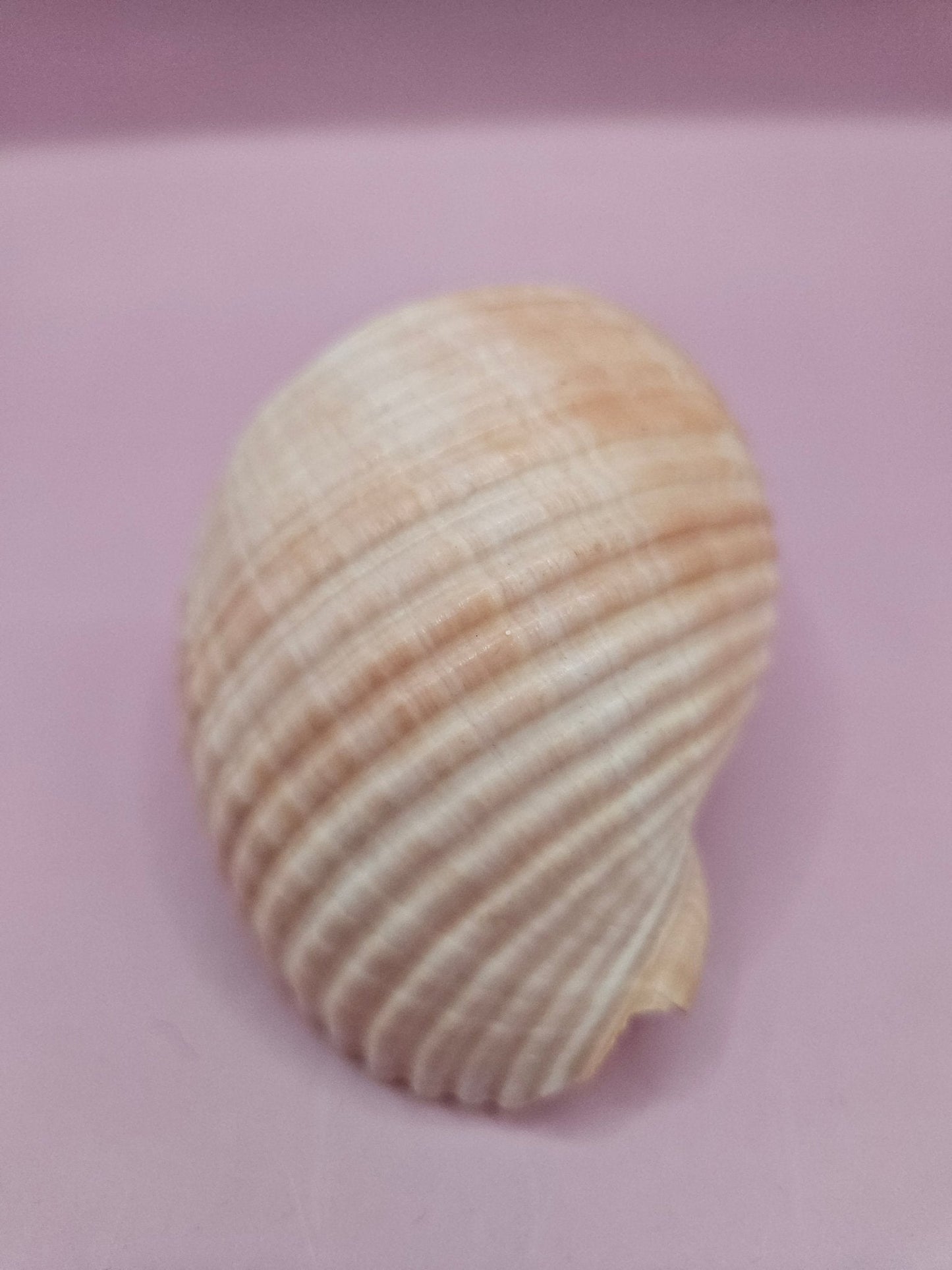 Natural Tonna Shell – 3.8"