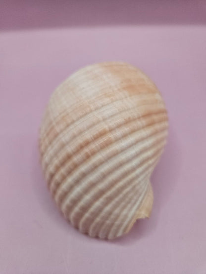 Natural Tonna Shell – 3.8"