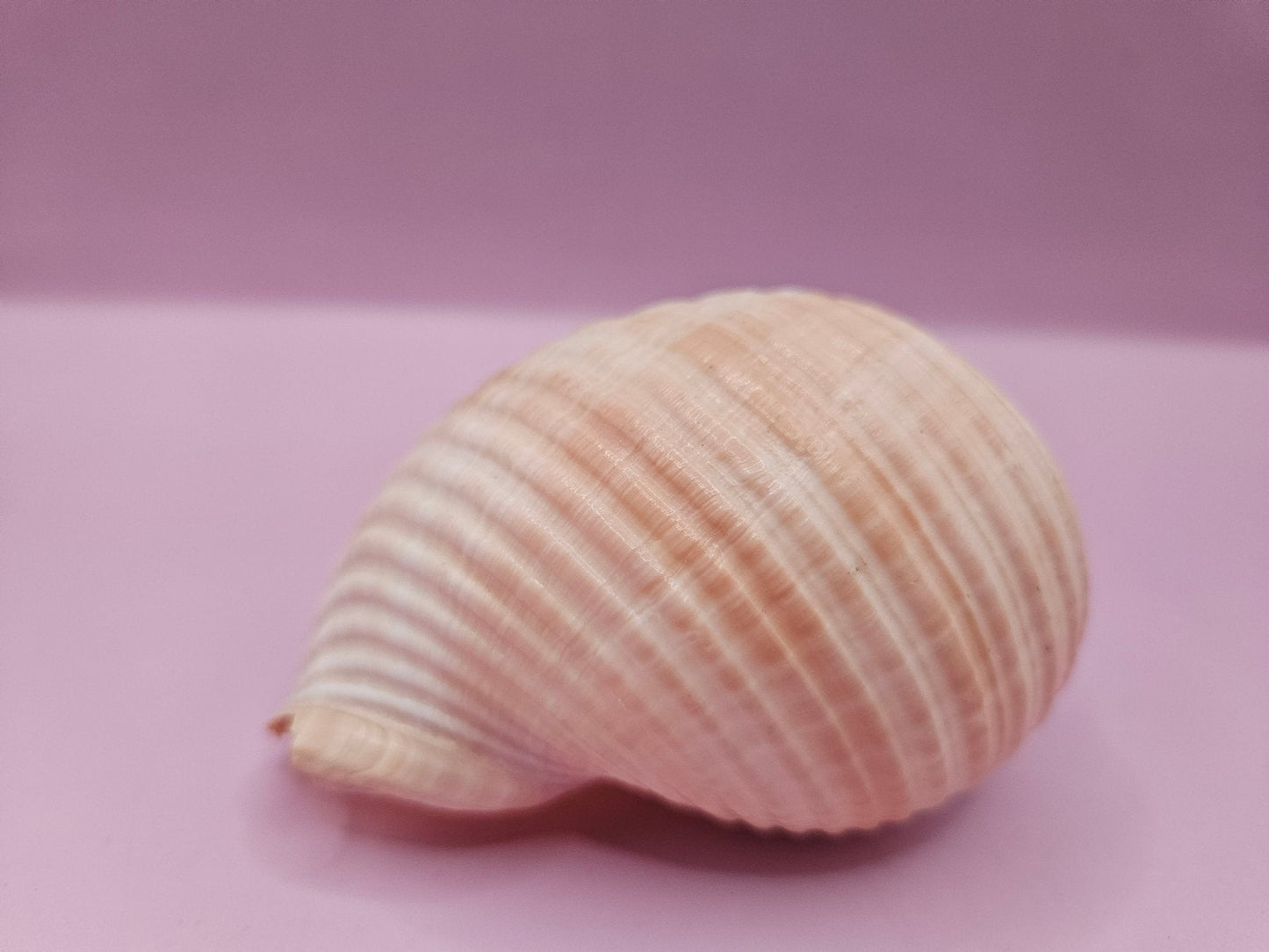 Natural Tonna Shell – 3.8"