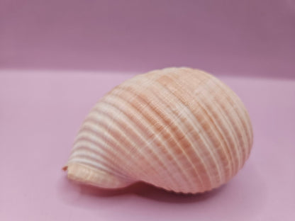 Natural Tonna Shell – 3.8"