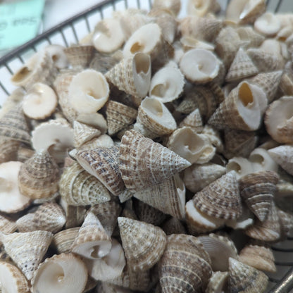 Natural Trochus Maculatus Seashells