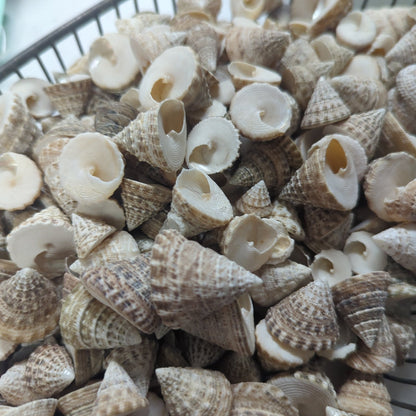 Natural Trochus Maculatus Seashells