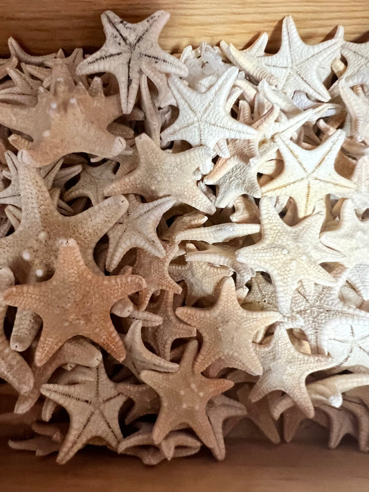 Natural/Tan Armoured Knobby Starfish