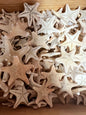 Natural/Tan Armoured Knobby Starfish
