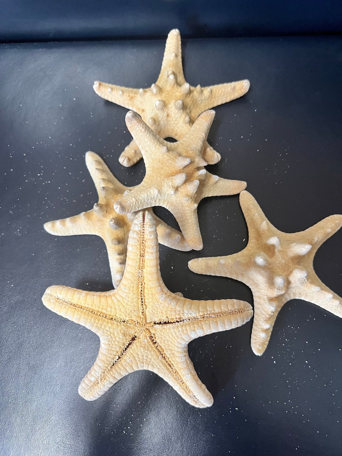 Natural/Tan Armoured Knobby Starfish
