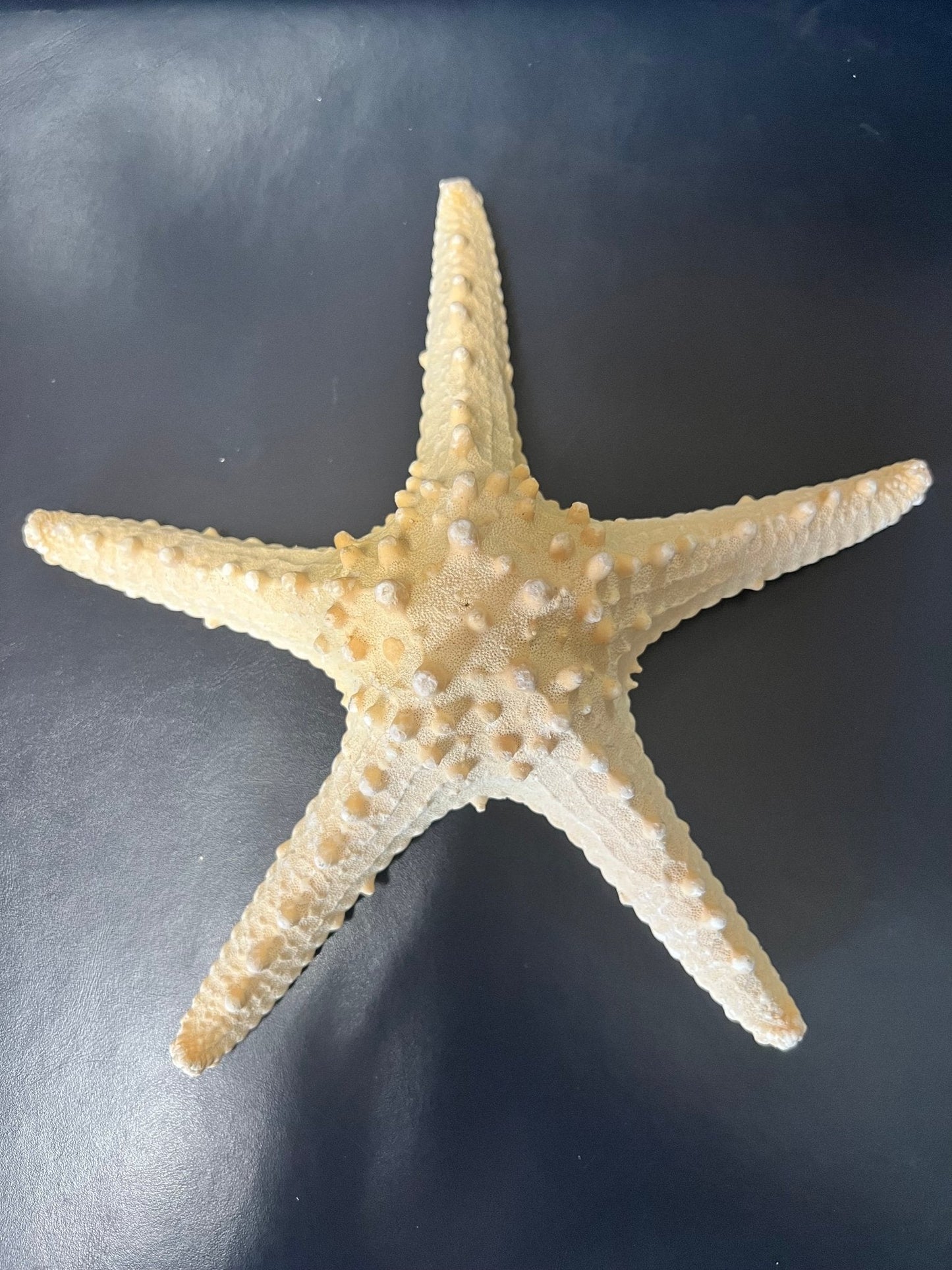 Natural/Tan Armoured Knobby Starfish