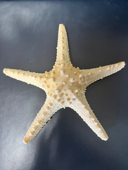Natural/Tan Armoured Knobby Starfish