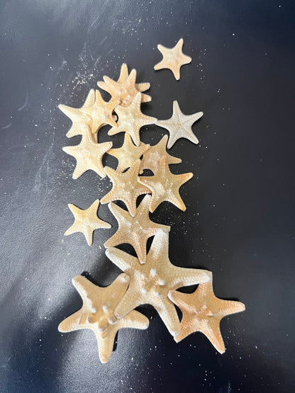Natural/Tan Armoured Knobby Starfish