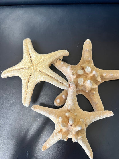 Natural/Tan Armoured Knobby Starfish