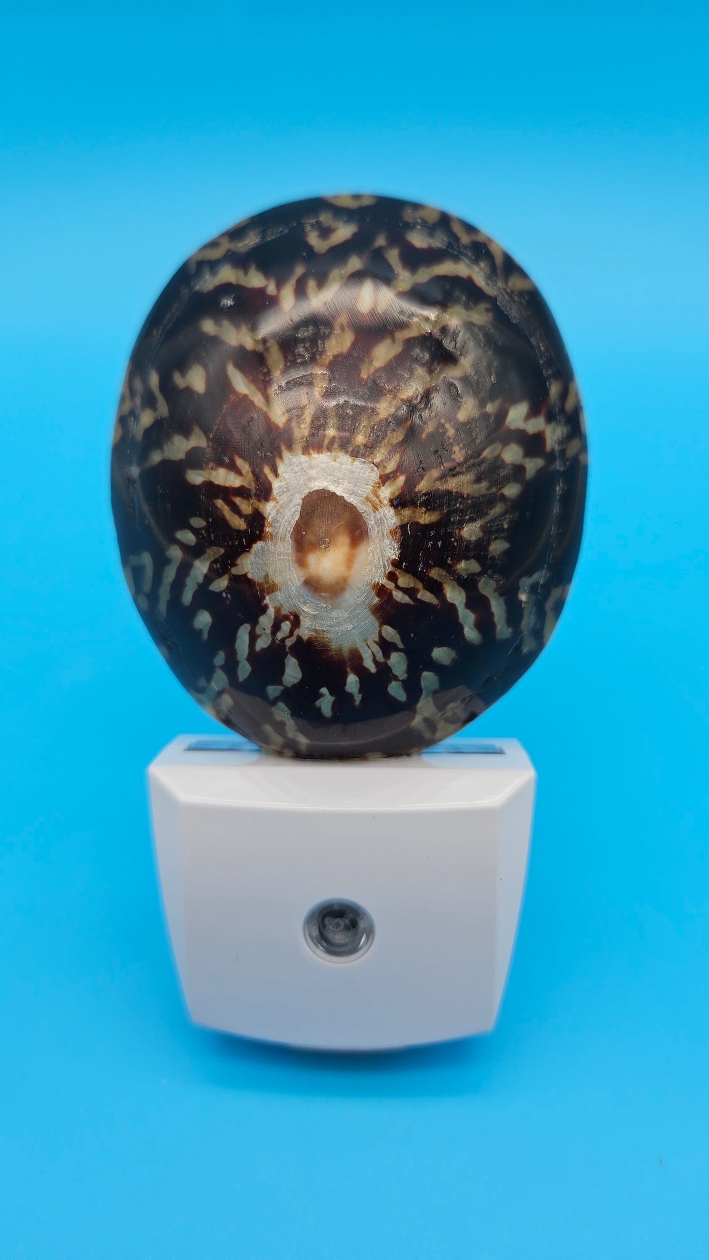 Limpet Shell LED Night Light – Premium Natural Coastal Décor