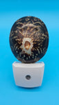Limpet Shell LED Night Light – Premium Natural Coastal Décor