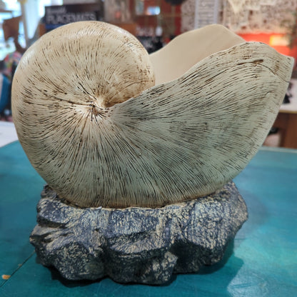 Nautilus Shell on rock base