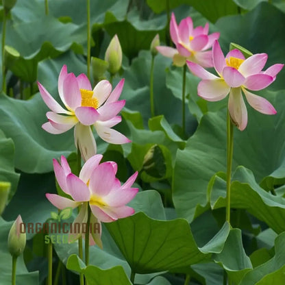Nelumbo Nucifera, Lotus (Mixed Colors) Seeds  Grow Your Own Stunning and Varied Lotus Flowers