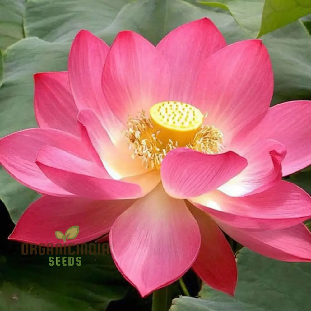 Nelumbo Nucifera, Lotus (Mixed Colors) Seeds  Grow Your Own Stunning and Varied Lotus Flowers
