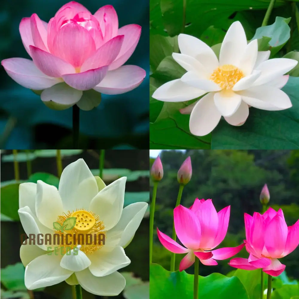 Nelumbo Nucifera, Lotus (Mixed Colors) Seeds  Grow Your Own Stunning and Varied Lotus Flowers