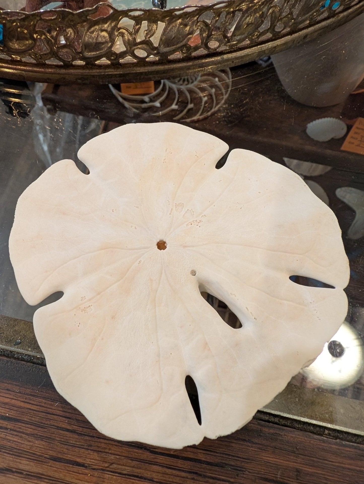 Notched Sand Dollar (Encope emarginata)